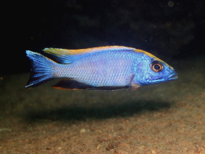 Otopharynx lithobates 'Zimbawe Rock'